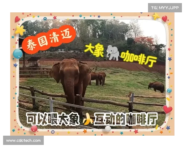 清迈全新旅游体验 泰国大象足球表演带你感受异国风情与动物魅力